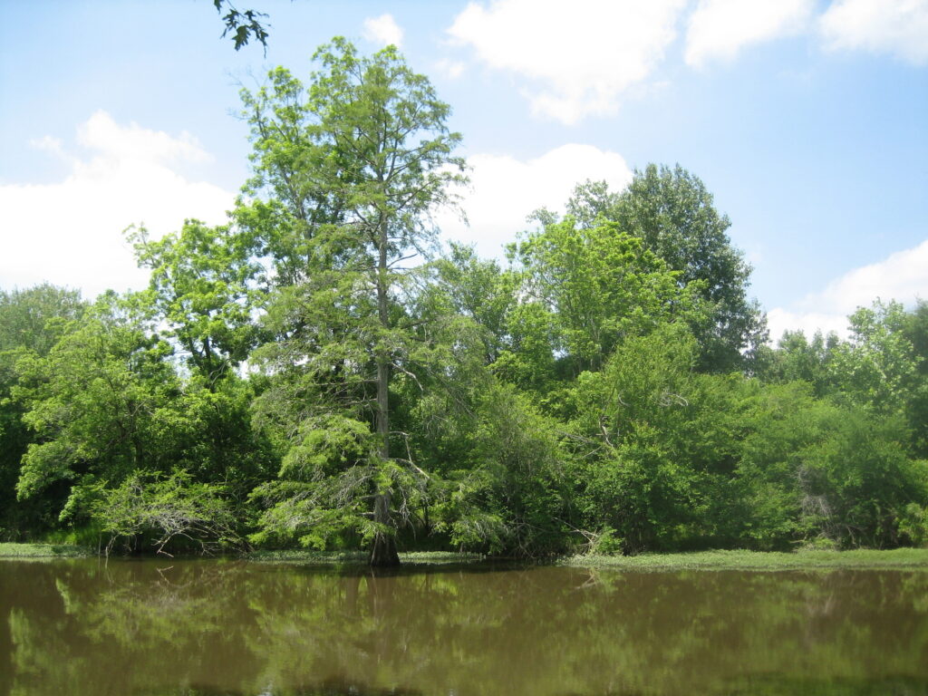 TLC Protects 602 Acres Along the Neuse River in Johnston County Cypress across oxbow Gar Gut Mashes
