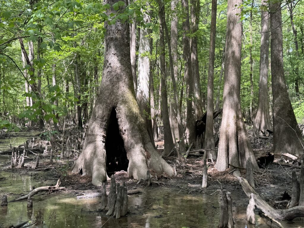 Cypress at Neuse Islands April 2026