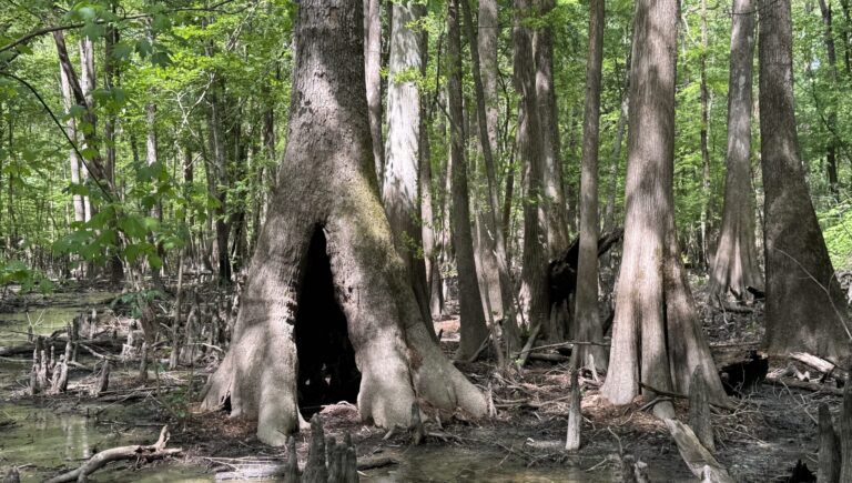 Cypress at Neuse Islands April 2026 scaled e1787762676196