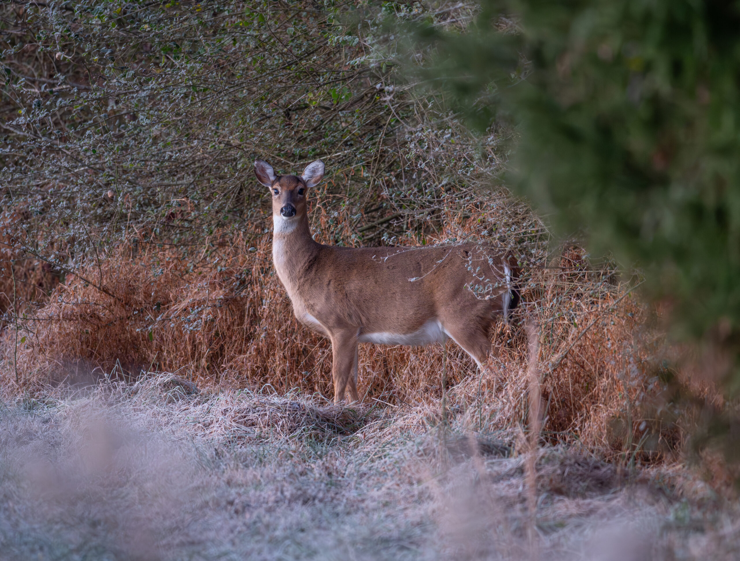 DLK3354 Enhanced NR 1 scaled