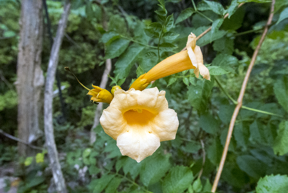 Trumpet Creeper