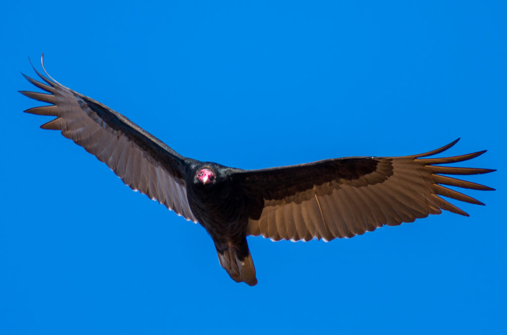 An ode to Melody and the avians she adored Dec2018 Vulture flying Horton Grove