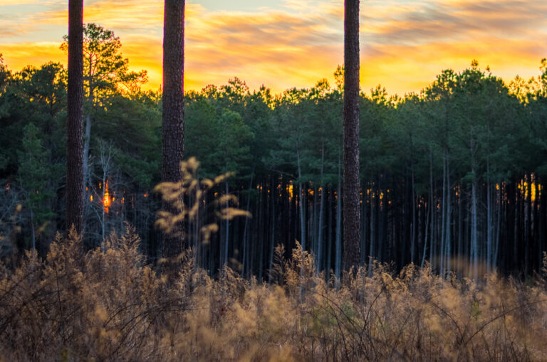 December22 Sunset Horton Grove Nature Preserve 3