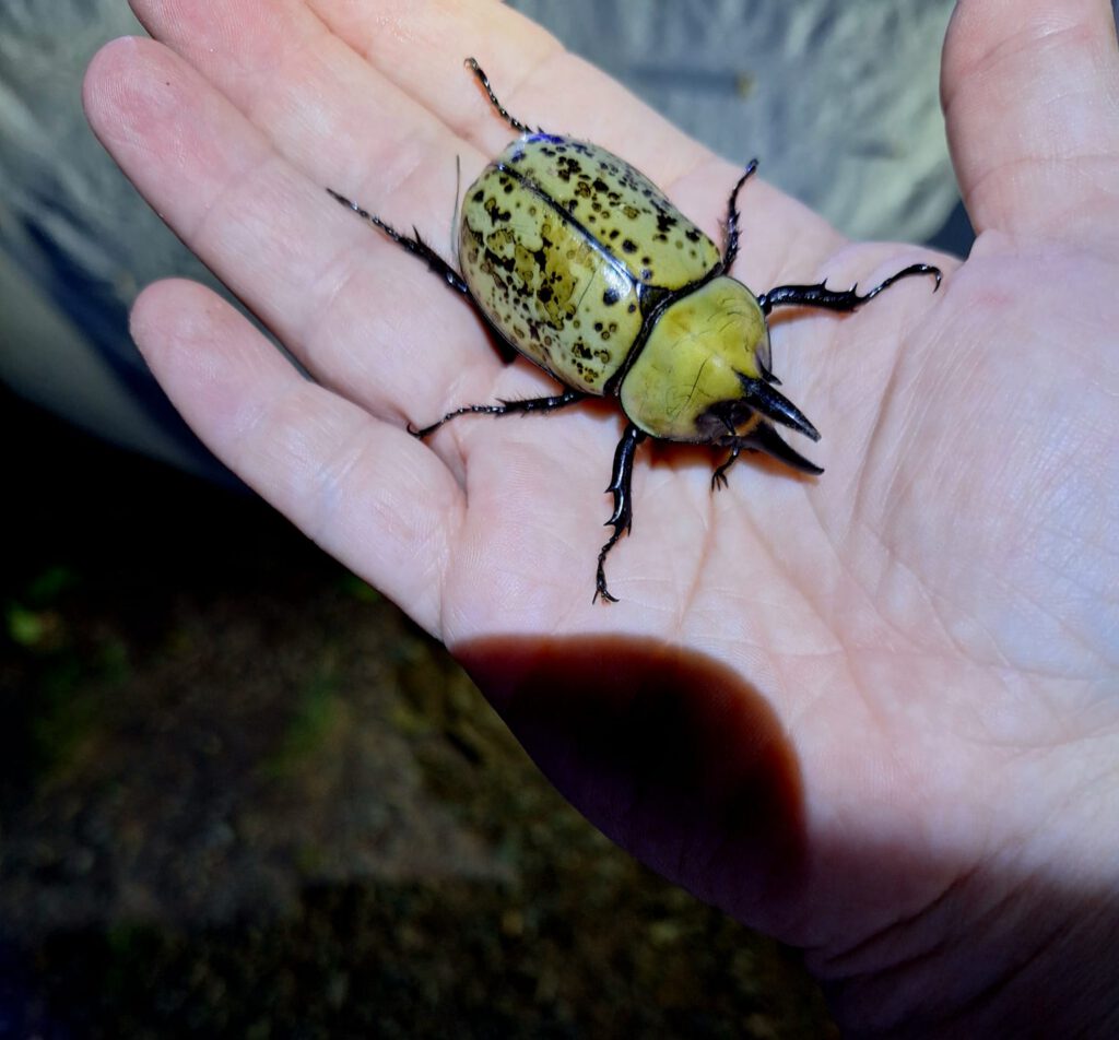 Moth Madness at Brumley Nature Preserve Eastern Hercules Beetle male Dynastes tityus Laura Warman 1 1