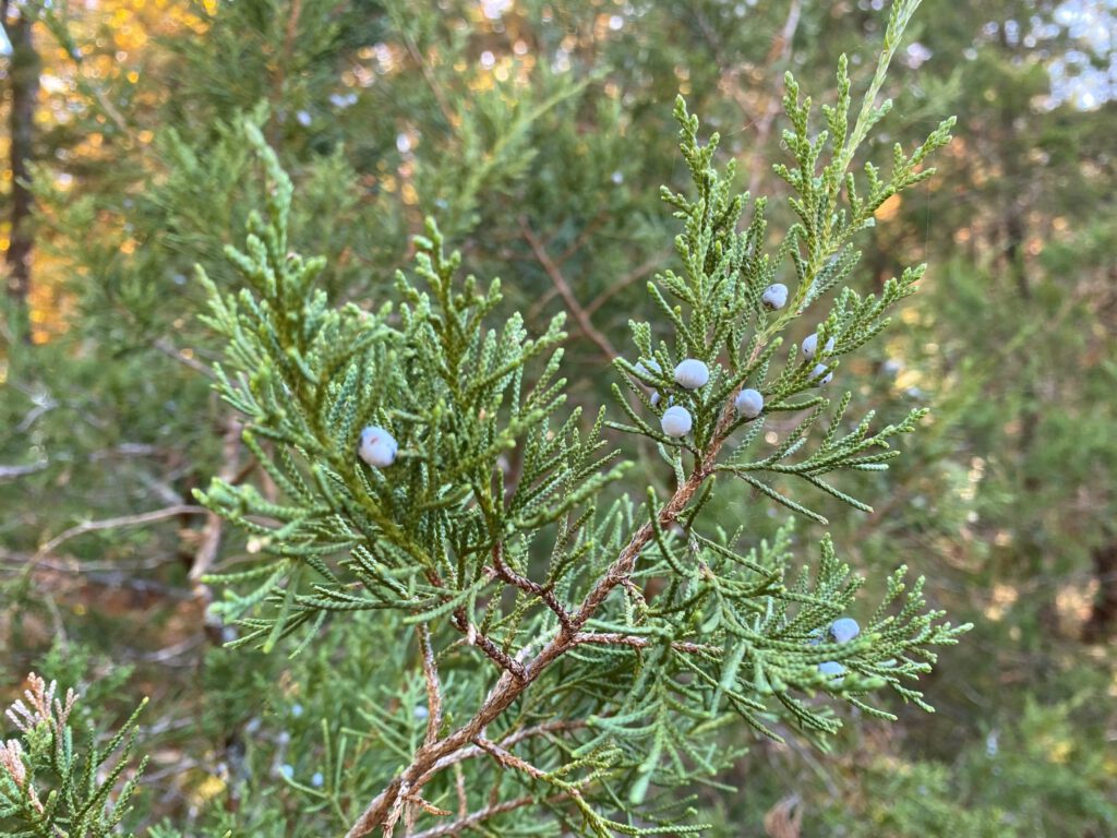 Eastern Redcedar Spotlight | Native Tree in NC