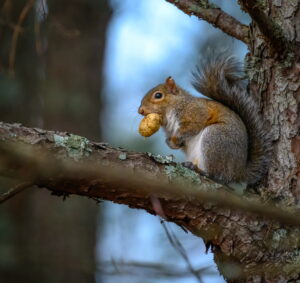 Feb2025 Squirrel with nut Williamson