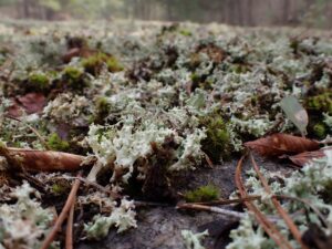 Feb23 LichenandMoss TempleFlatRock 1