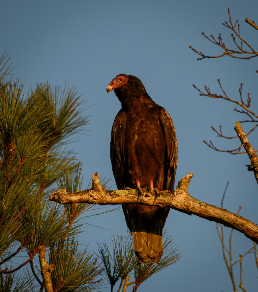 An ode to Melody and the avians she adored February2025 Williamson TurkeyVulture 1