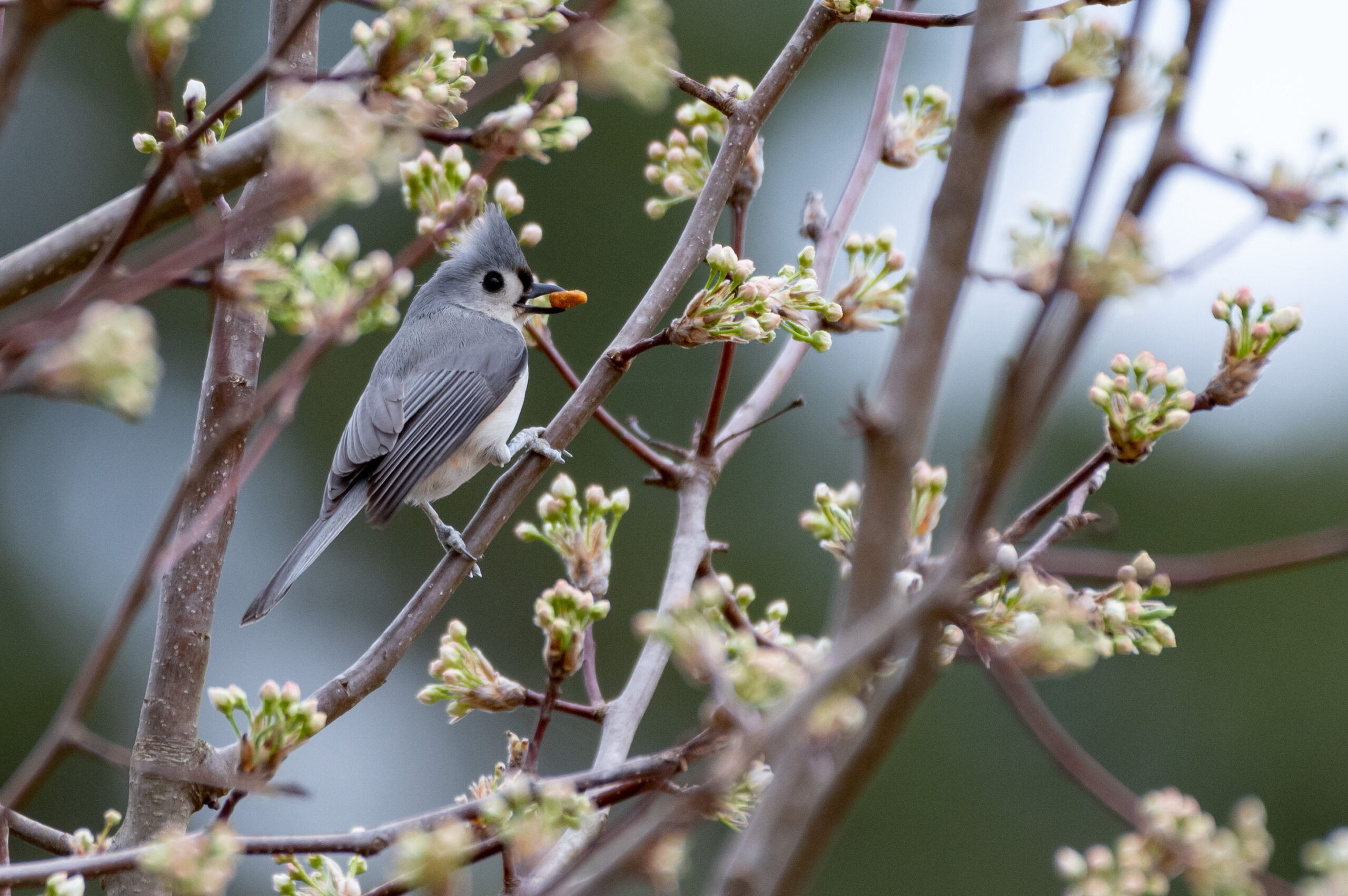 February22 Tufted Titmouse 1 scaled