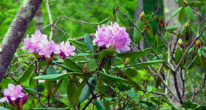 Flower Hill Nature Preserve Doug Nicholas