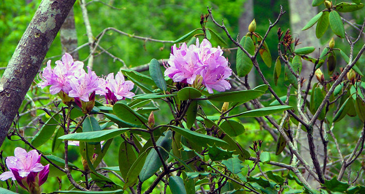 Flower Hill Nature Preserve Doug Nicholas