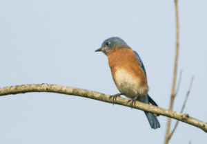 Get Wild Birds WP 1 e1602175320827 1