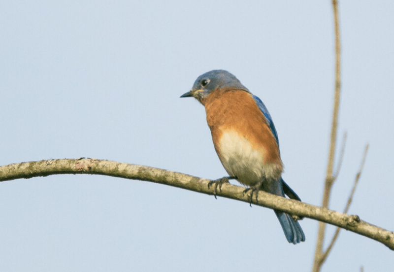 Saturday Birding at Brumley — Outdoors & nature in Brumley North Nature Preserve