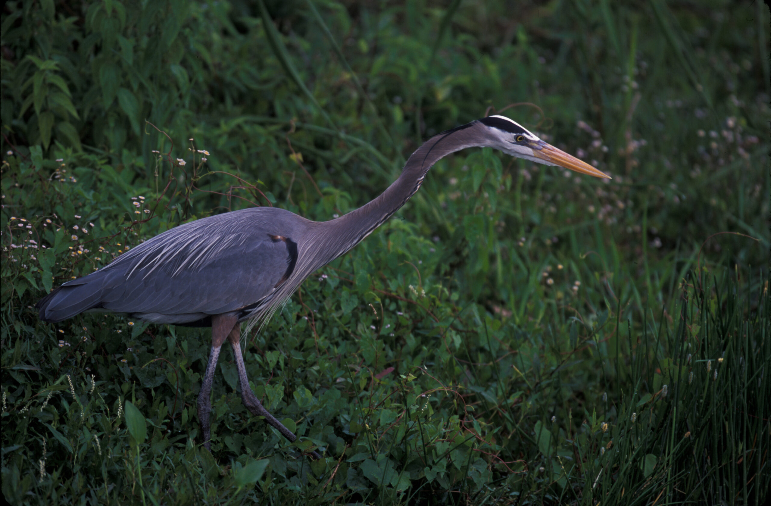 Why Care About Wetlands? Great Blue Heron