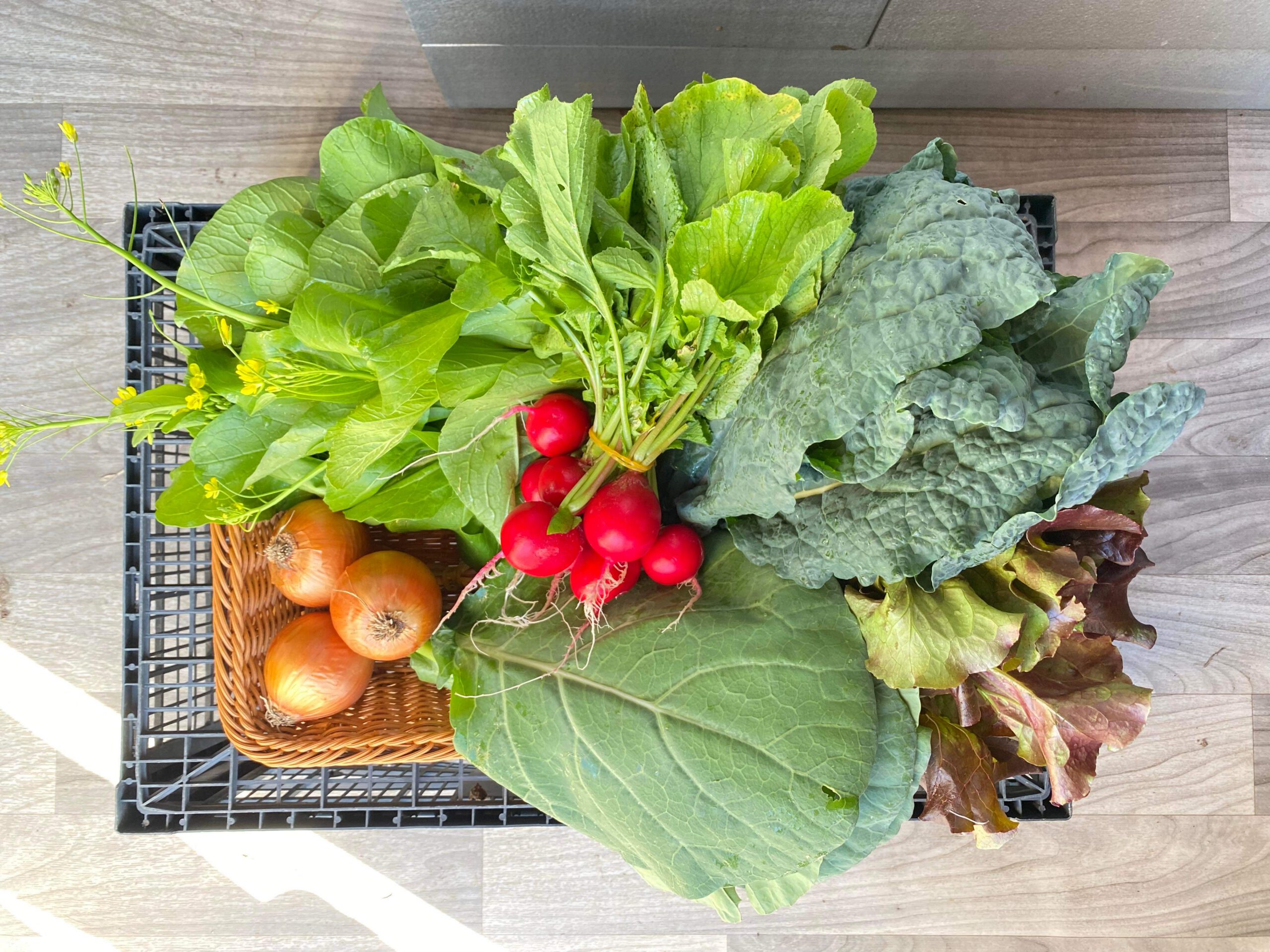 Karen Farmers in the Triangle IMG 9021 1 scaled