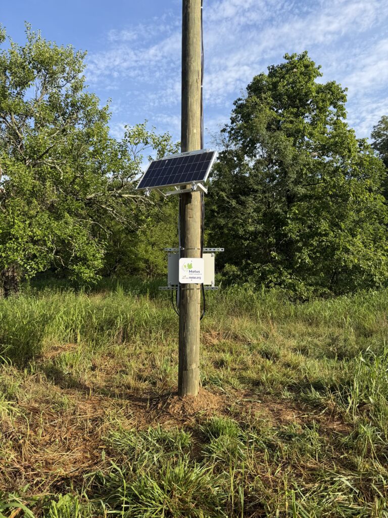 Tracking Species Movement with Motus IMG 1700 1