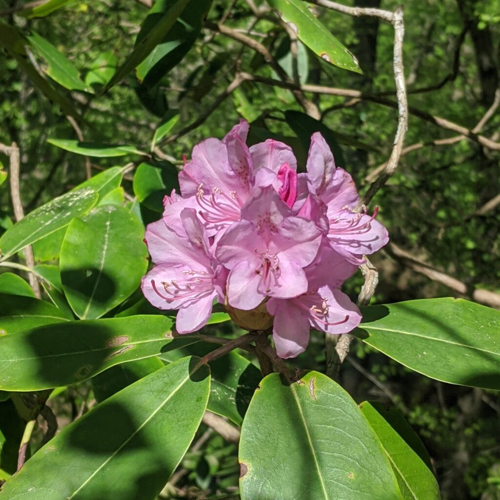 IMG 20200408 134230 1