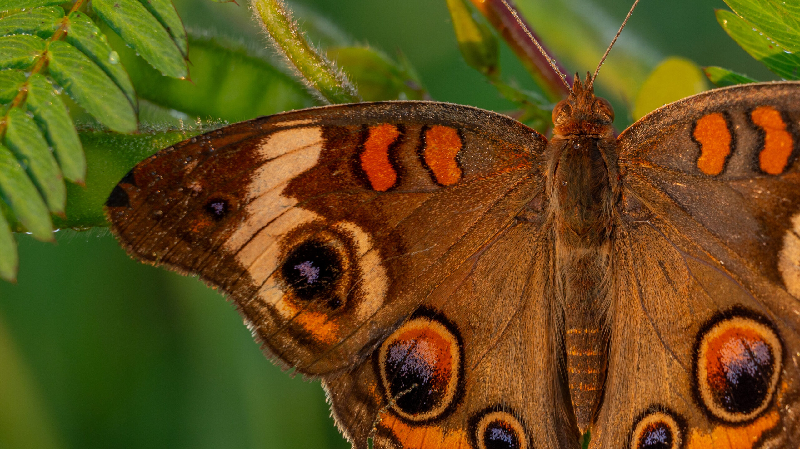 IMG 3161 4 edited scaled 2