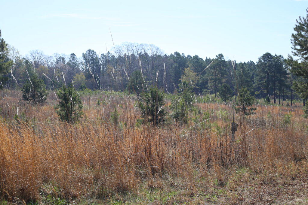 Land Management Through Prescribed Fires IMG 5624