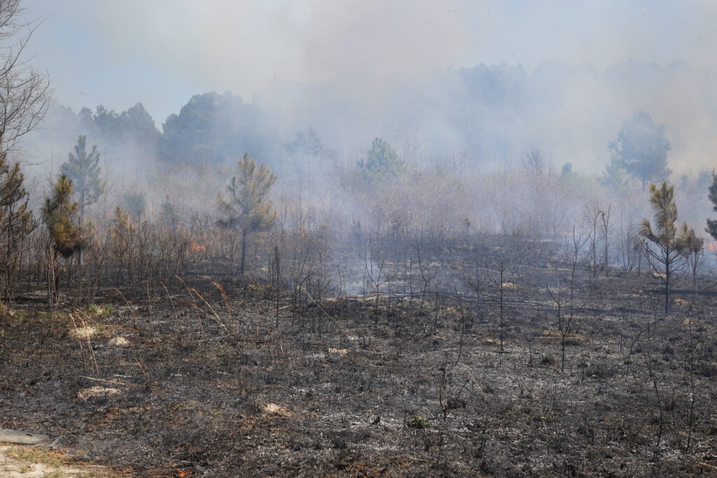Land Management Through Prescribed Fires IMG 5698
