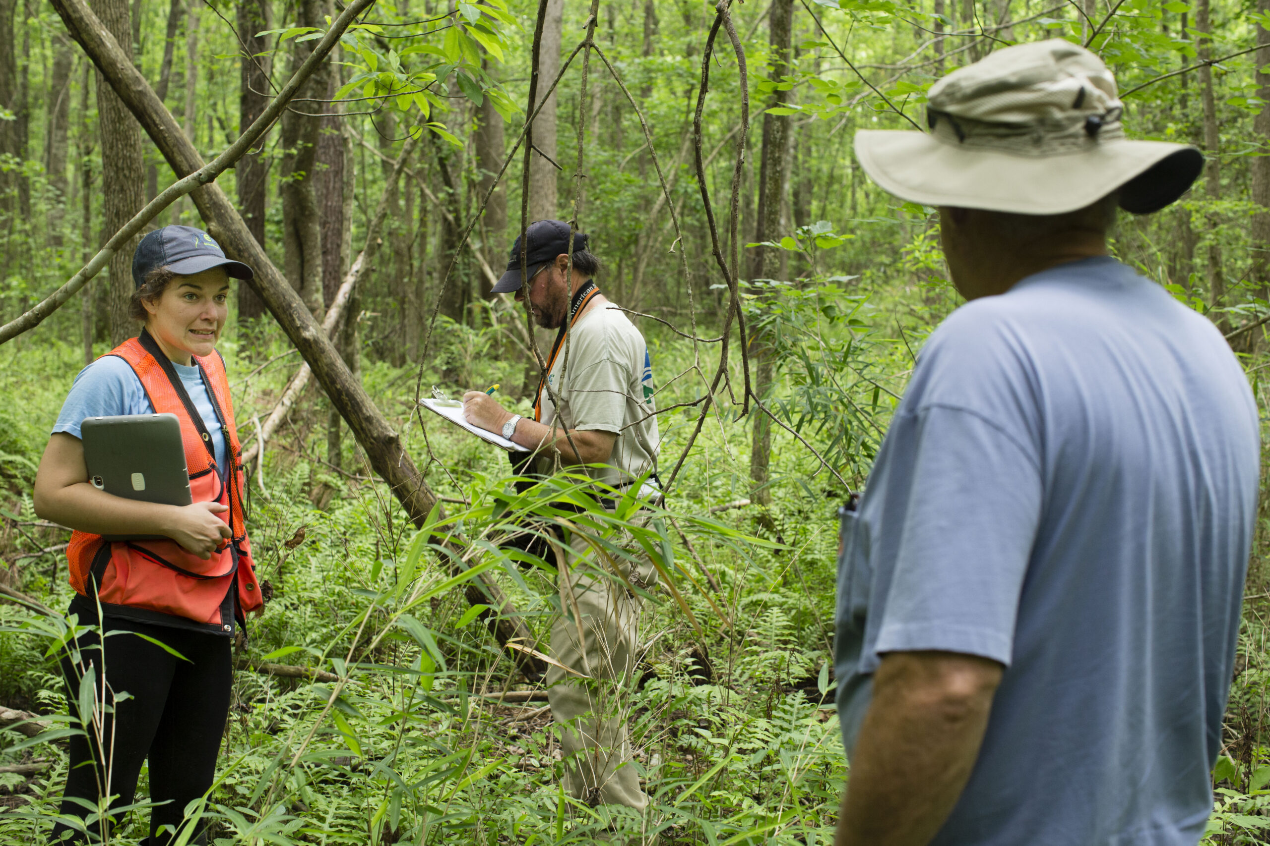 State Endangered Species: Virginia Least Trillium IMG_7370trilliumscreen