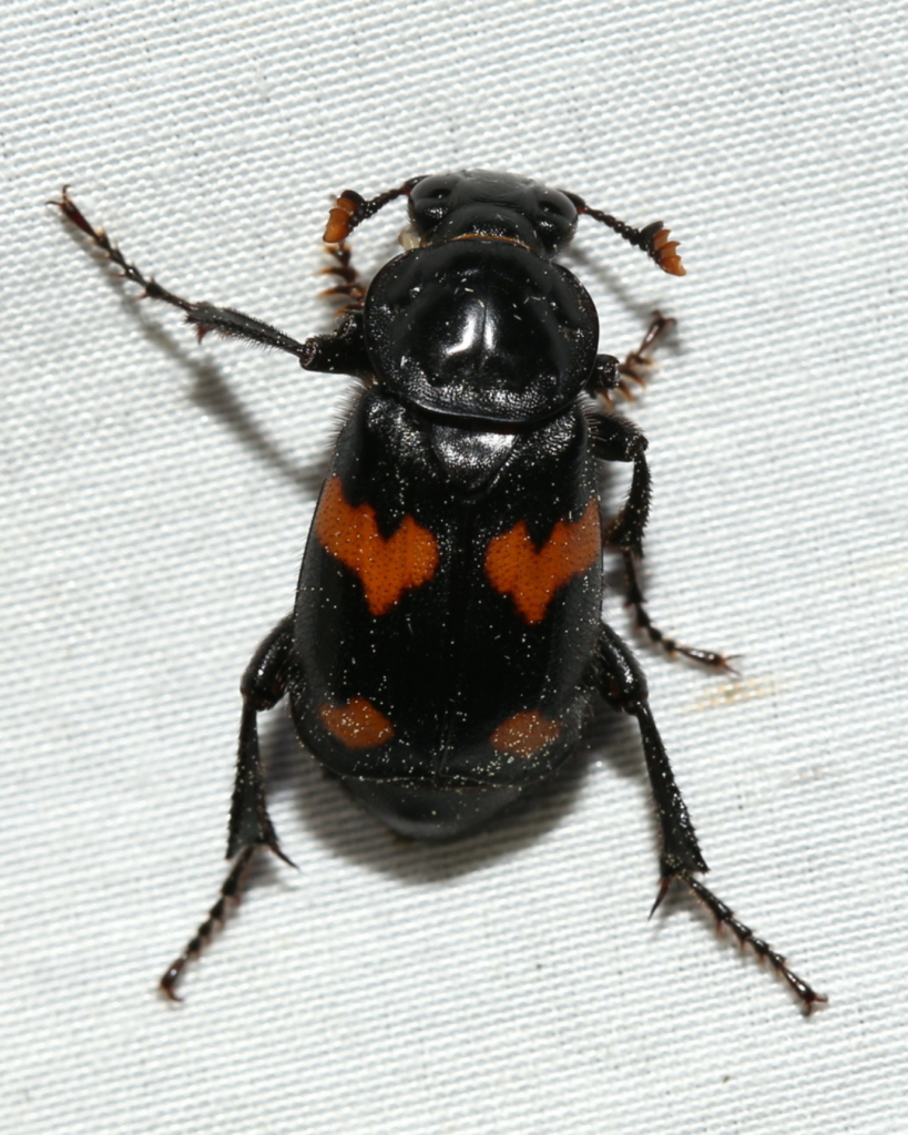 “That mouse might be dead, but romance isn’t.” A love letter to burying beetles Instagram Croppings 72