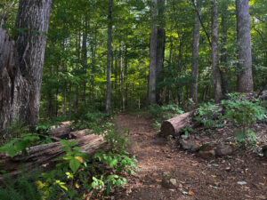 JohnstonMillTrail 1 1