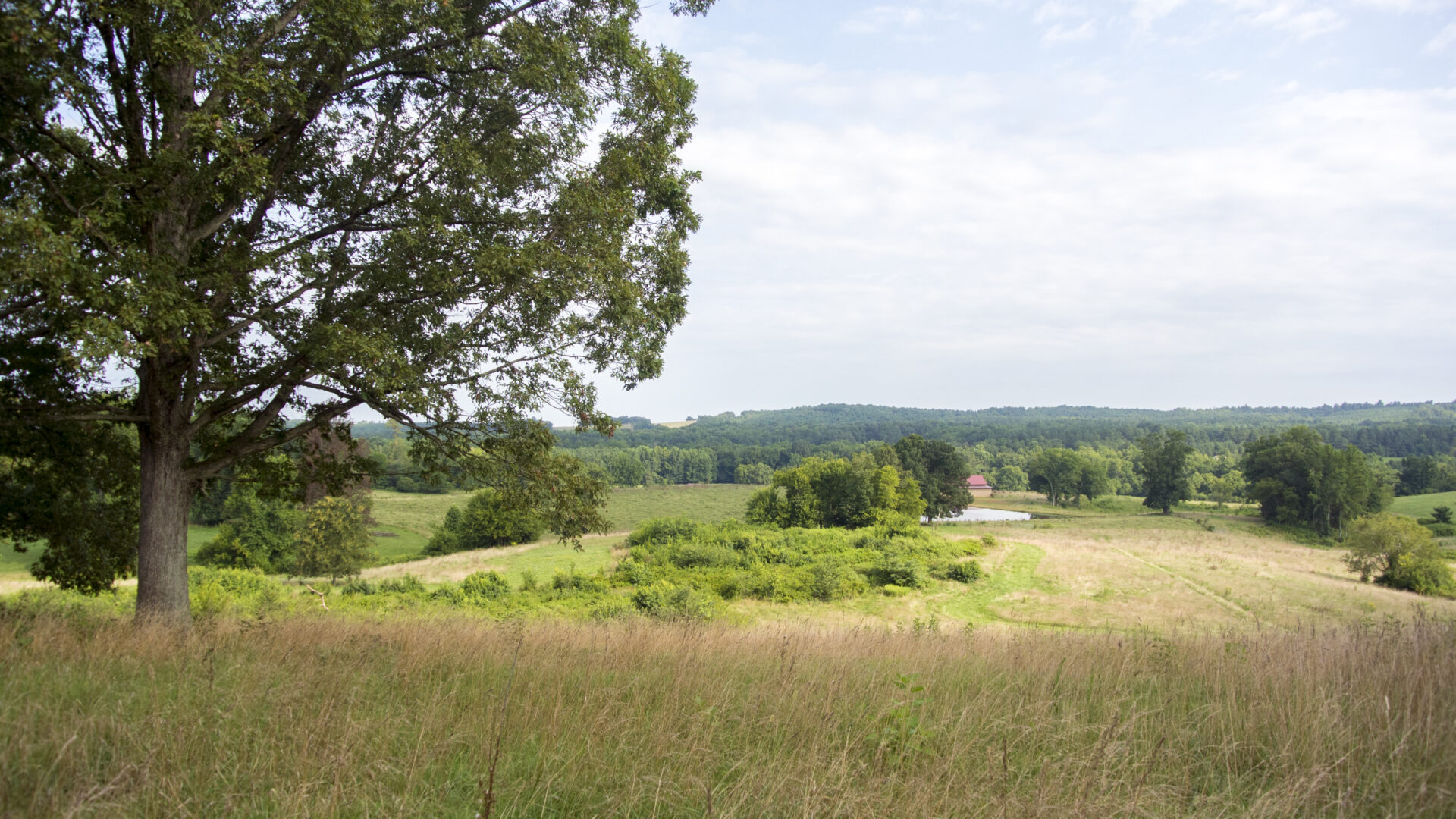 Field and forest in Chatham County