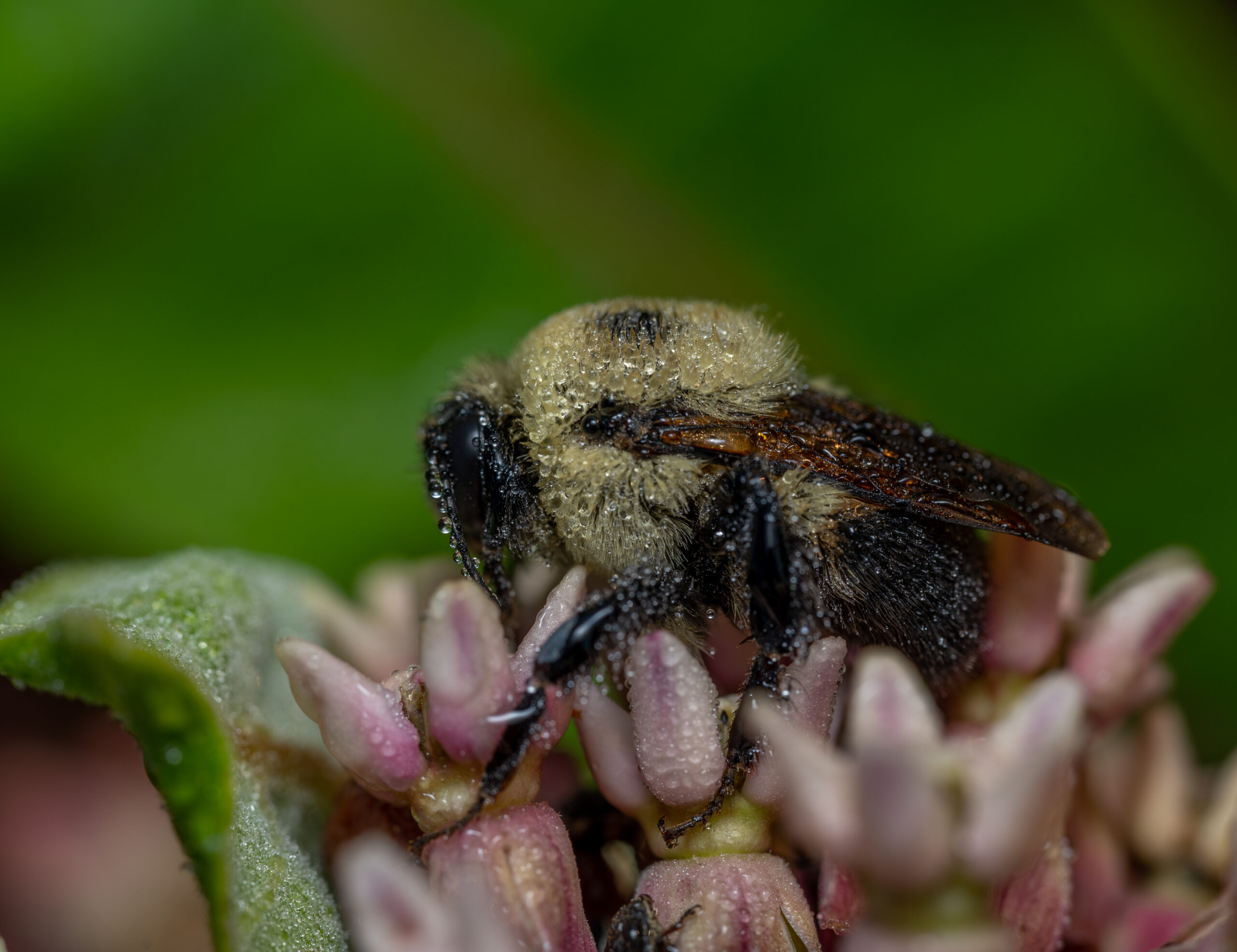 July2022 Dewy bee Williamson 1 scaled