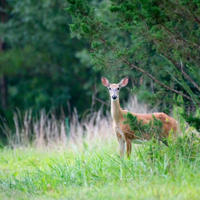 July23 Doe in the meadow Williamson