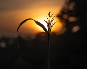 July23 Tall grass in sunrise Williamson