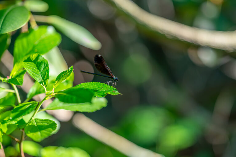 June23 Dragonfly on leaf FlowerHill