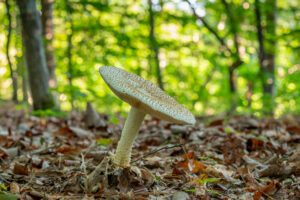 June23 Mushroom FlowerHill