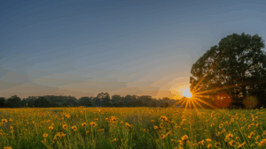 May23_Lance leaved coreopsis flower field_Williamson