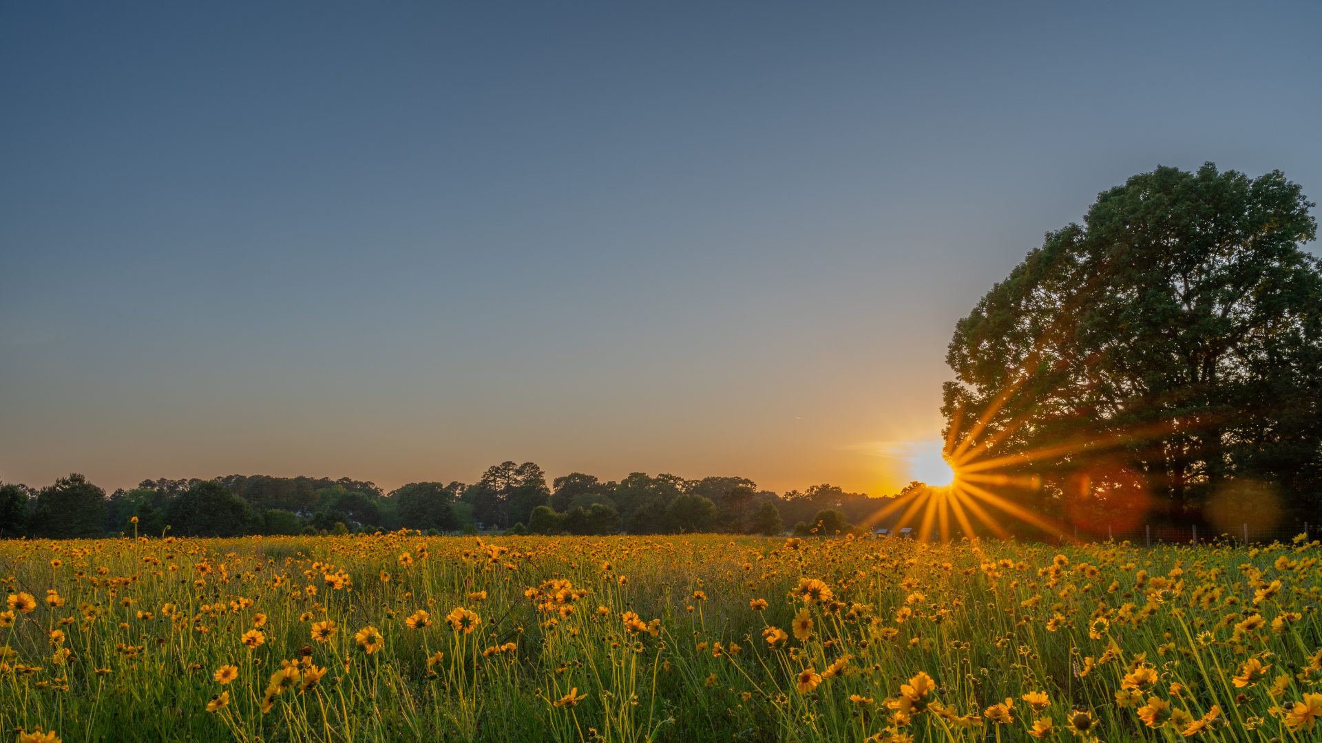 May23_Lance leaved coreopsis flower field_Williamson