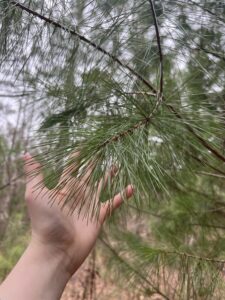 March2024 Hand touching white pine needles White Pines