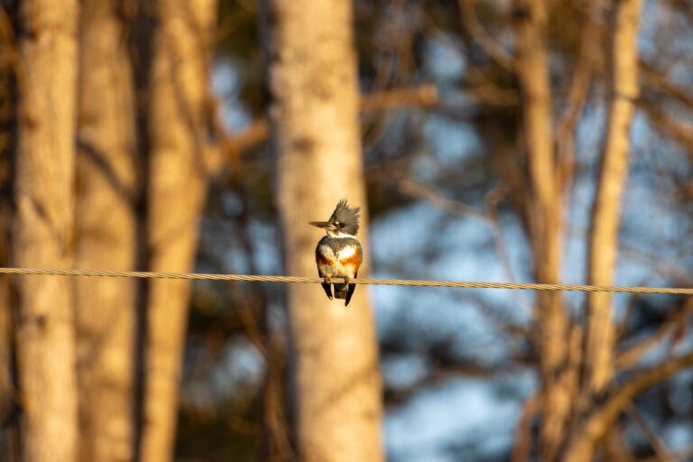 March2025 Belted kingfisher White Pines