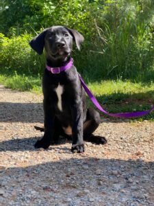 May 2025 puppy posing Brumley