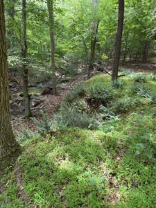 May 2026 Big Woods Forest Conway Easement