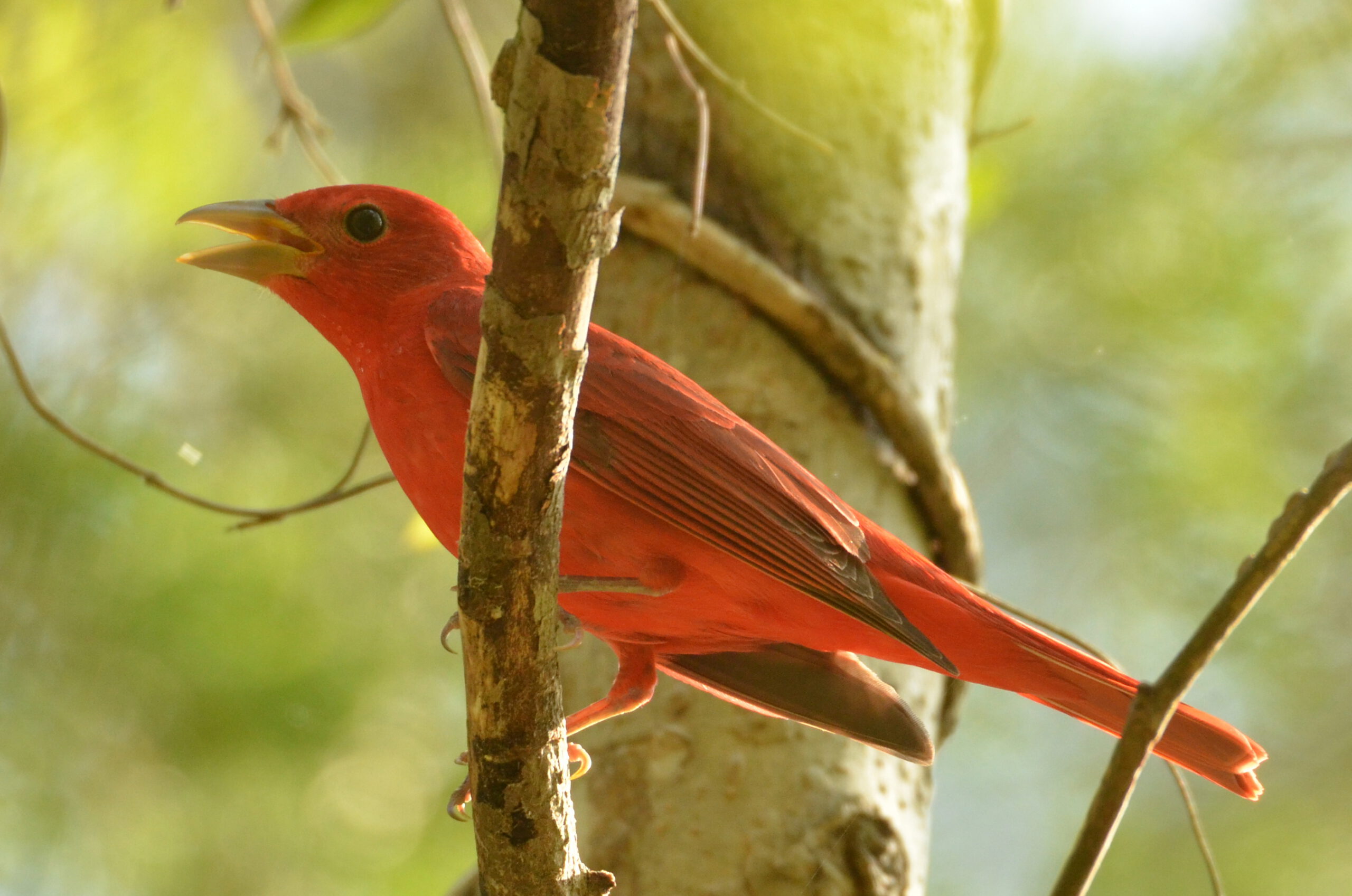 May15 summer tanager 1 scaled