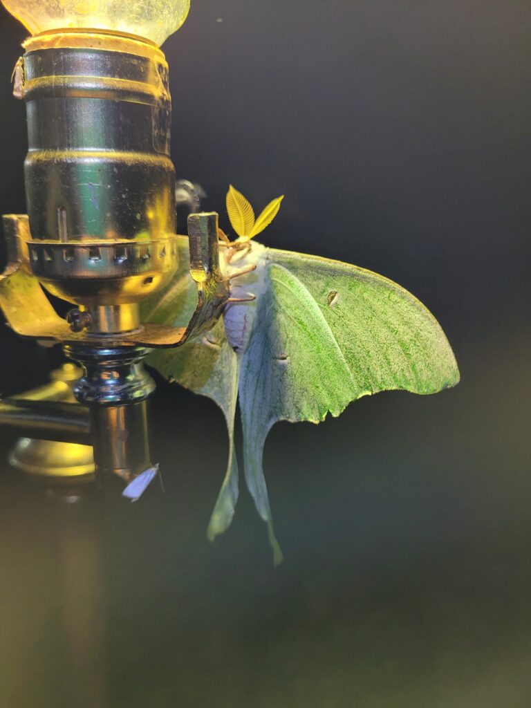 Why Moth After Midnight? May2025 Luna moth on light Brumley South 1