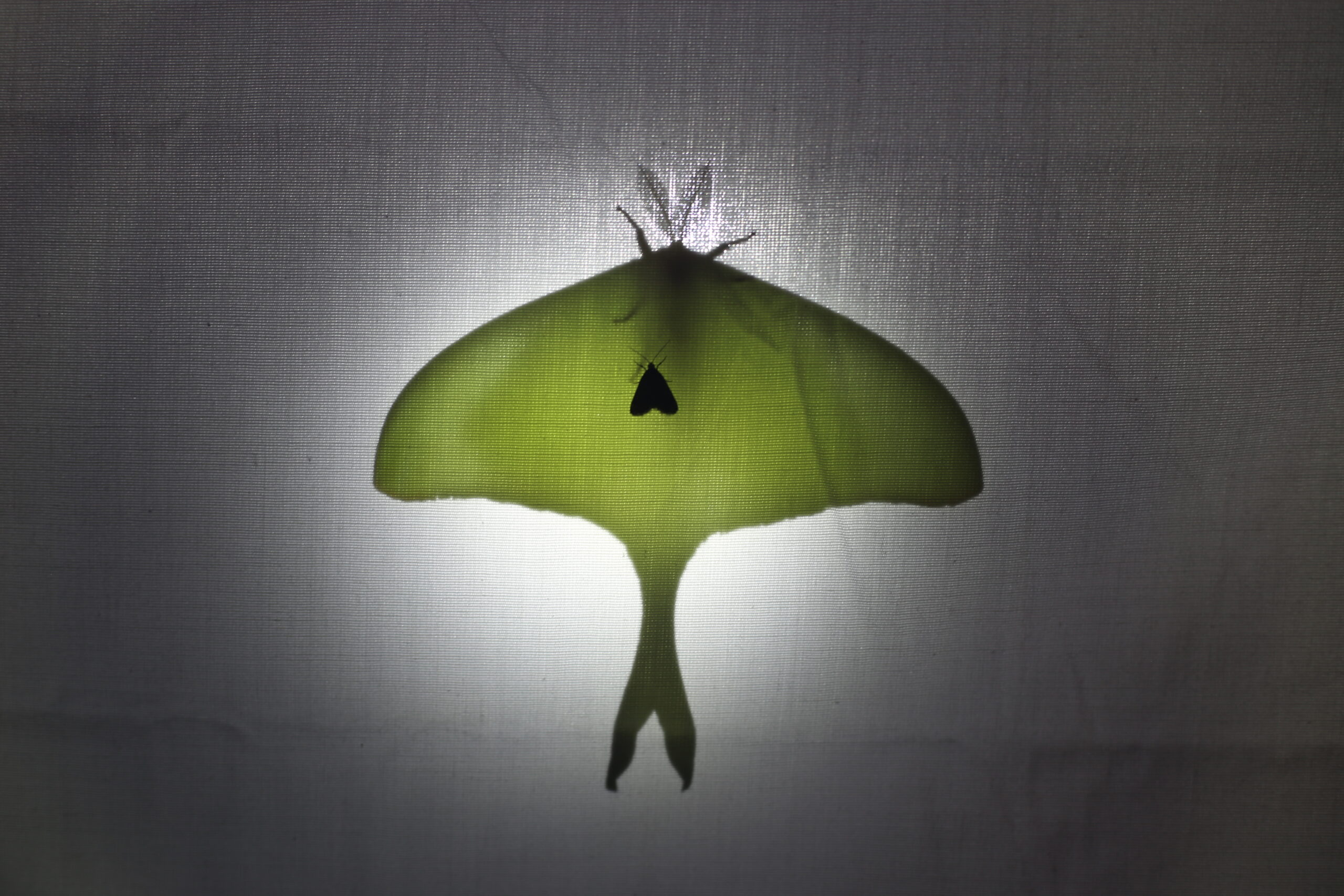 Drawn to the light: Exploring moths at Brumley Nature Preserve May2025 Small moth on Luna moth Brumley South scaled
