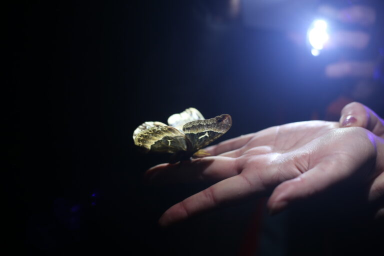 May2025 Tulip Poplar Moth on Hand Brumley 1