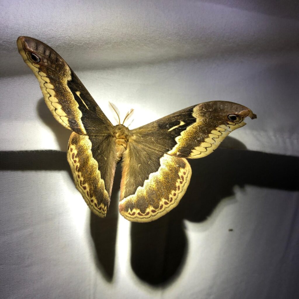 Drawn to the light: Exploring moths at Brumley Nature Preserve May2025 Tuliptree silkmoth Brumley South