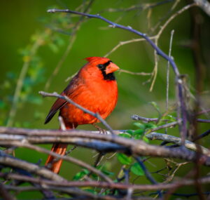 May2025 Williamson MaleNorthernCardinal