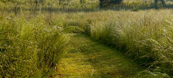 triangle land conservancy