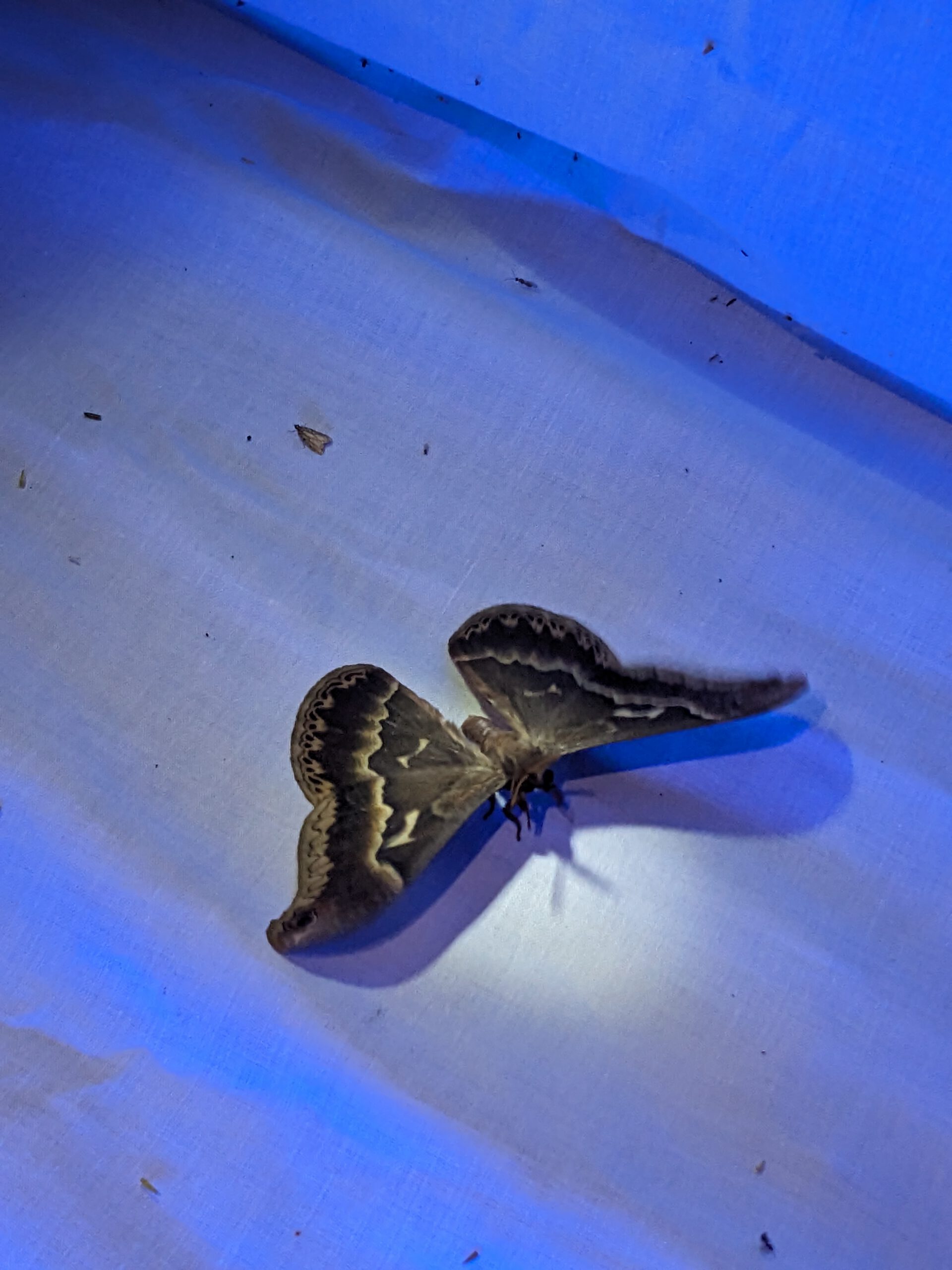 Moth Madness at Brumley Nature Preserve PXL 20240623 013157511 Tuliptree silkmoth Callosamia angulifera 1 1 scaled