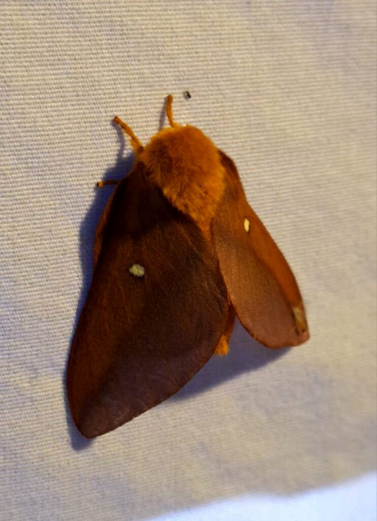 Moth Madness at Brumley Nature Preserve Pink striped oakworm moth Anisota virginiensis Laura Warman 2 1