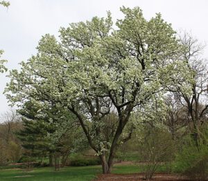 Pyrus calleryana 1