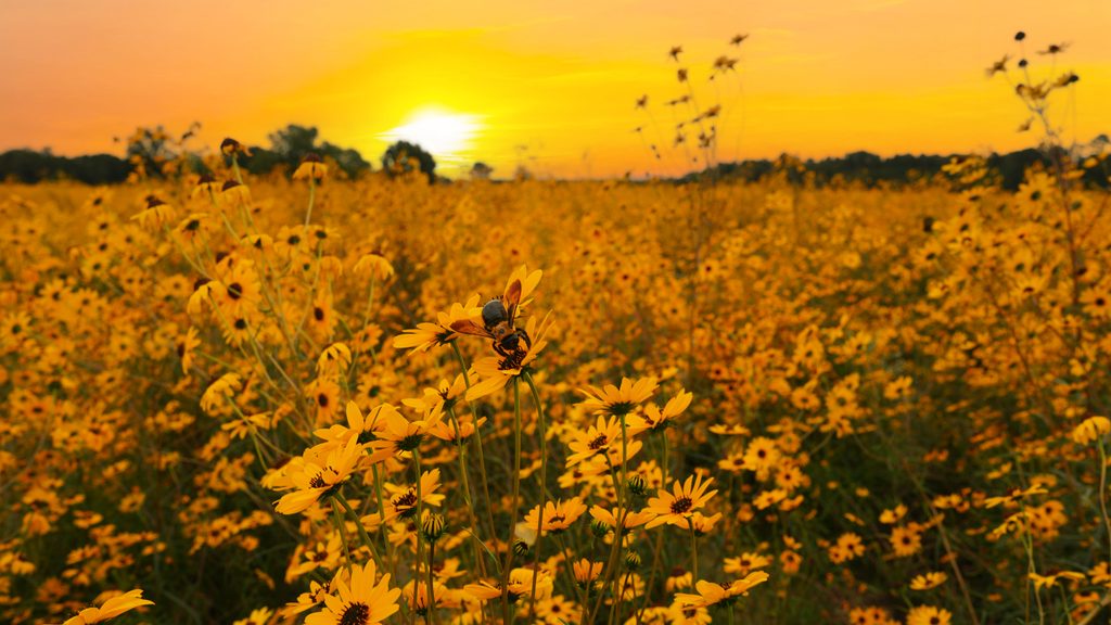 Rose Dairy Johnston County bee at sunset